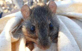 February 18th: Bramble Cay Melomys Remembrance Day - Melomys
