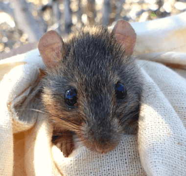 February 18th: Bramble Cay Melomys Remembrance Day - Melomys